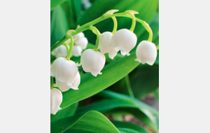 Sortie club du muguet